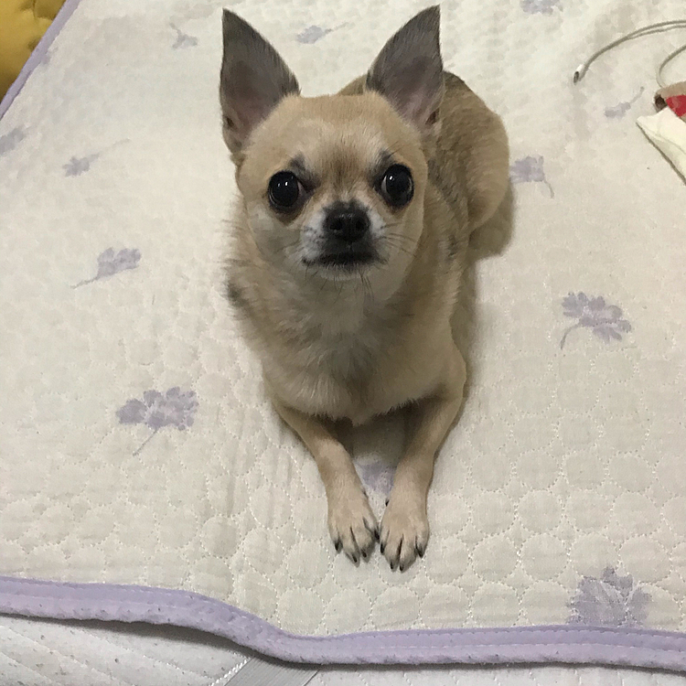 なんのオヤツなのかな〜🐾伏せが得意だからいつまでも待ってるのよ😆
