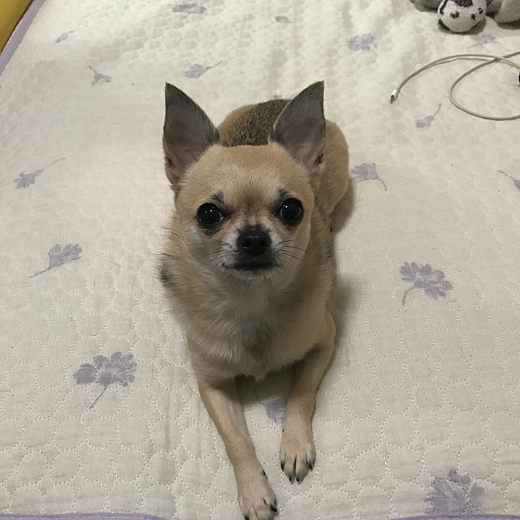 早くオヤツくださいな🐶💦
今日のオヤツは、さつまいも🍠スティックとビルジャックのピーナツ風味のトリーツ🥜
この後、実家へ行きおばばちゃんにリンゴ🍎とお豆をもらいましたよ🤣
おばばちゃんにべったりでずっとひっつき虫してたね🐶✨
