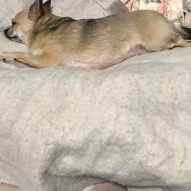 帰って疲れたのか伸び〜して寝てました☺️お腹があたたかいよね🐶✨