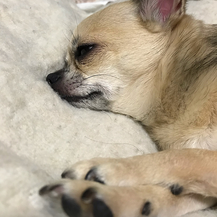 ときどき鼻がビクビク動いてます😅
どんな夢見てるのかな🐶💕
