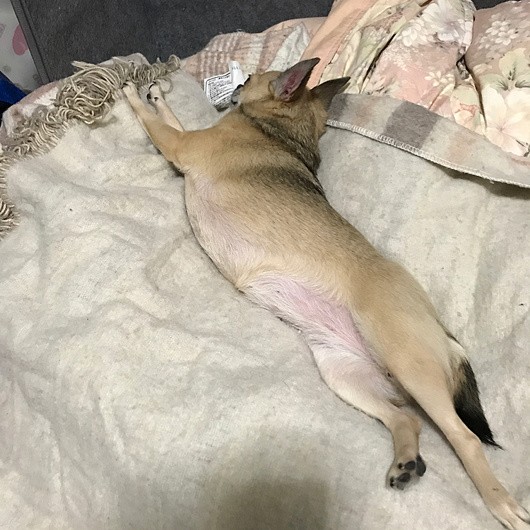 最後は新体操部で締めくくりました😅