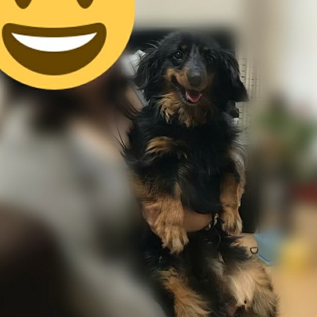 チワワとダックスフンドのミックス犬です🐶
8歳になりました💕大好きです(◦ˉ ˘ ˉ◦)