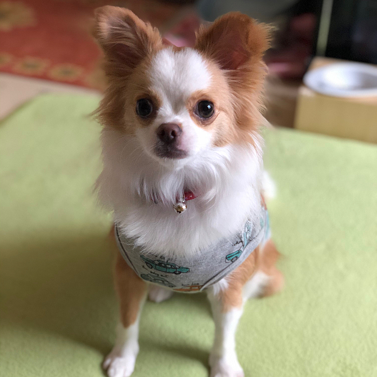 小春、たっぷり寝たので朝から元気爆発💥🐶
ボールだ❣️オモチャだ❣️
部屋から廊下を走りまくってます🤣