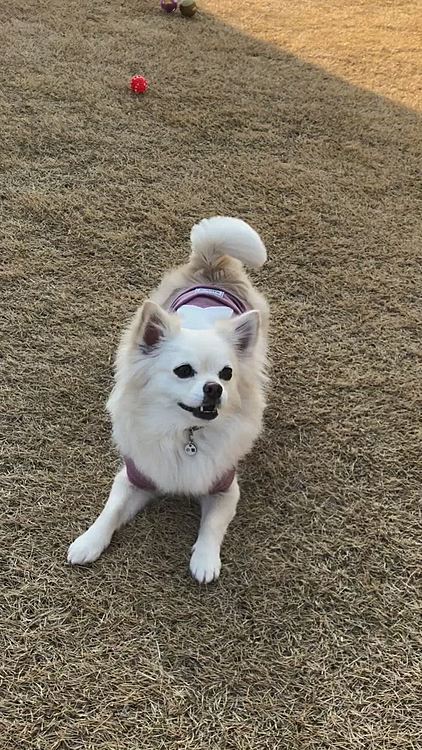 アクティブな小雪🐶
フリスビー🥏にノリノリや〜ん🎵
いいね〜💕😊