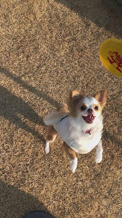 小春もフリスビー🥏に興味津々🐶🎵
投げる前から噛むのはやめてよ〜🤣