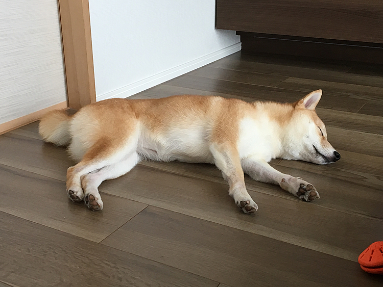 暖かくなってきて、床でも寝るようになってきました〜💤