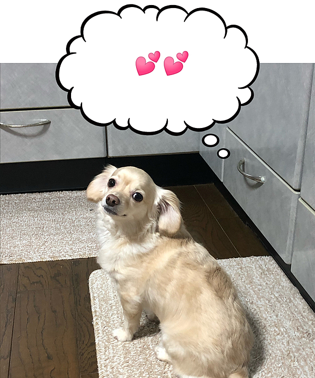 こんにちは😃
先週のイヴ🐶
息子が仕事から帰って来て、手洗いが終わるのを待ってます😆
フンフン🎶と鼻歌でも聴こえて来そうなお顔です😊

でもね…キッチンじゃなくてさぁ〜洗面所で洗ってよね…😑