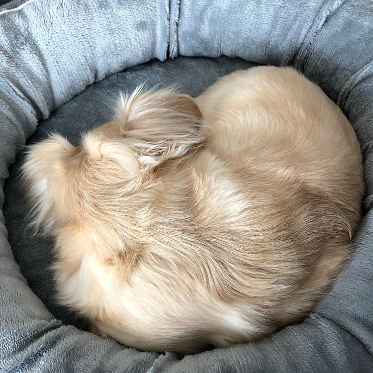 お昼寝中💤上から。
息子曰く、トグロを巻いてると…
ひどいワン🐶💦