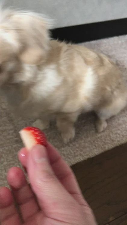 イチゴ🍓、貰いました😋
ウマウマだね〜😊

久しぶりにイチゴを食べたけど、ちょっと軽くなった様な…ダイエット、効果あったかなぁ😊　　
数g減ってくれれば、大丈夫❣️
先生からも、ちょっとだけね💦って、言われてたからね〜😆
イヴは、オヤツ貰えなくて、とっても大変そうでした🤣

もうちょっと、このまま頑張ろうね😊