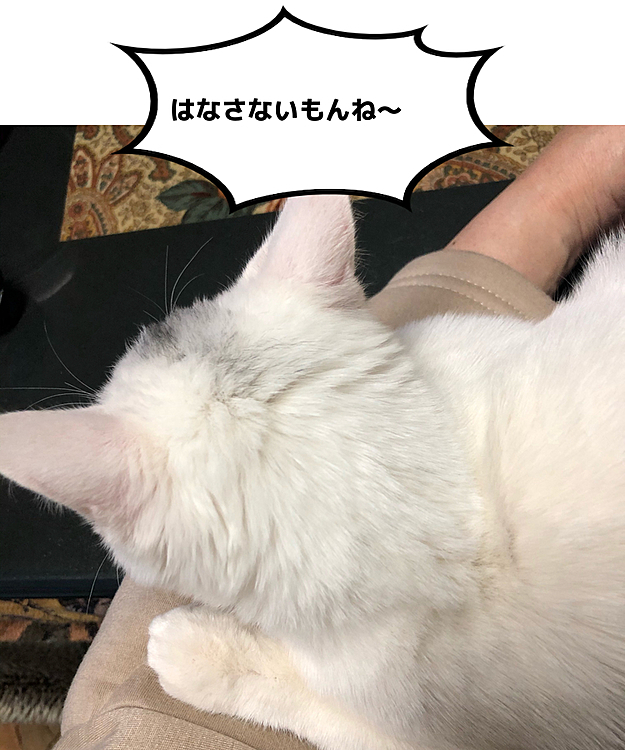 きびちゃんの人質になりました😢

ちょっと休むつもりが・・・
いつまで続くのだろう・・・


いつまでも続いていいよ〜
可愛すぎてずっと見てしまうし
温もりがたまらん！