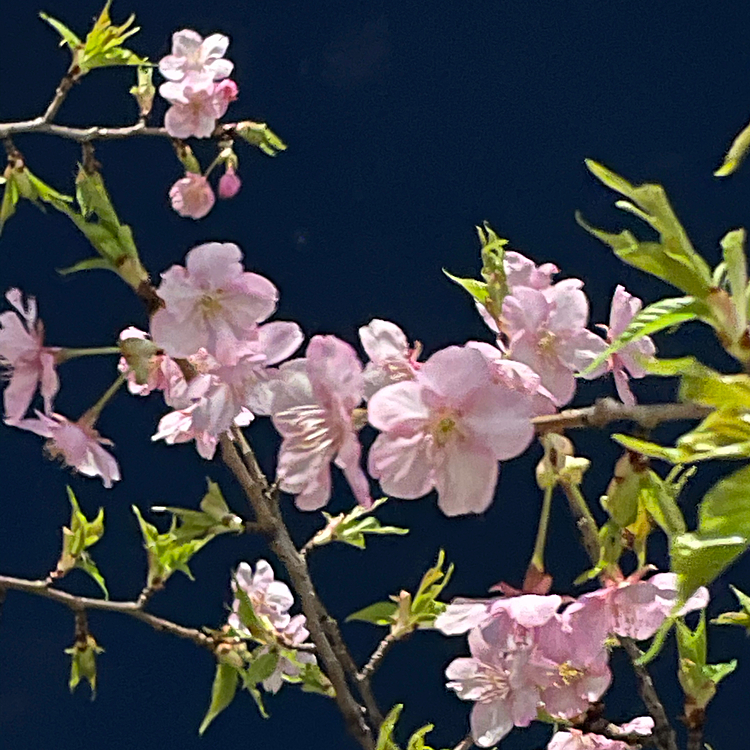 職場近くの公園で桜🌸咲いてました。
自宅近くでも咲いていました。暖かくて素敵な季節だけど…目痒いな🥲ハピさんは花粉症じゃなくて羨ましいなぁ✨