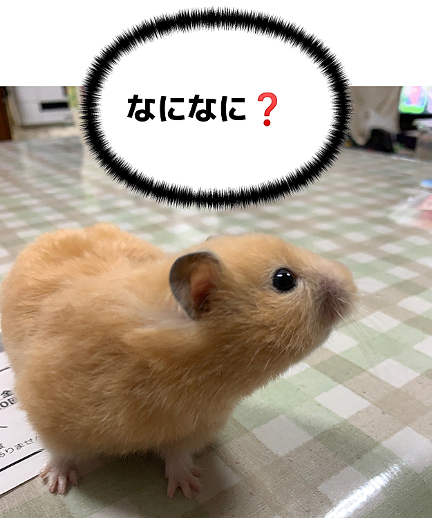 なになに❓きな子🐹