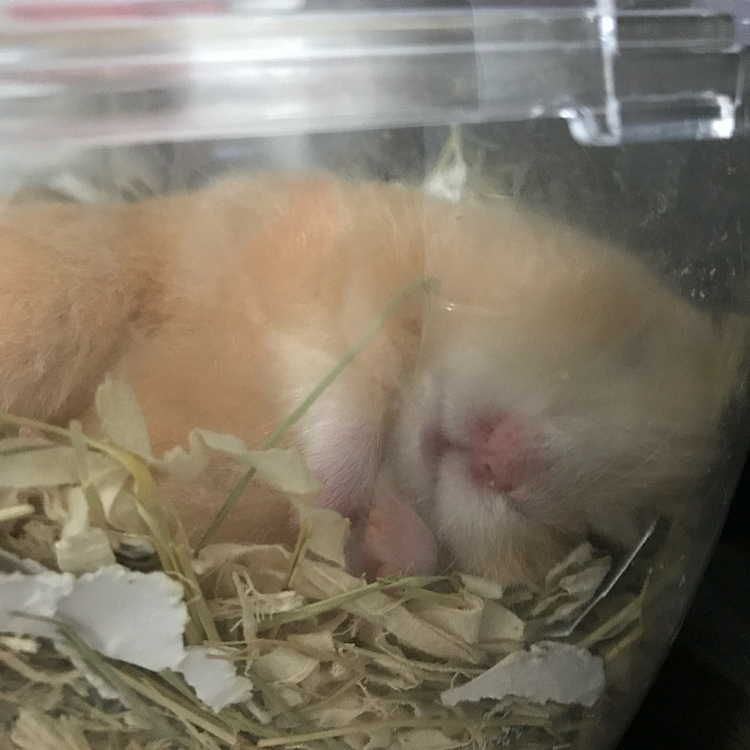 ねんねのきな子🐹