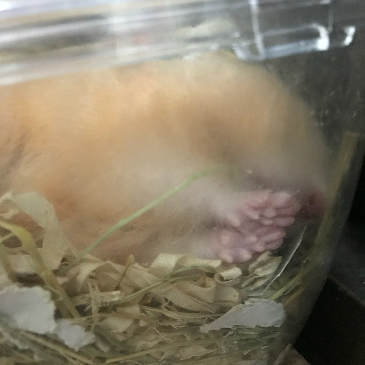 かわいいおててのきな子🐹