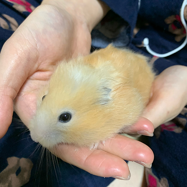 おすましきな子🐹