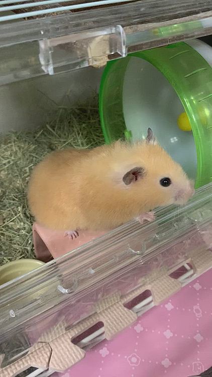 おててを覚えてくれたきな子🐹
たくさんの可愛い姿を見せてくれてありがとう💐