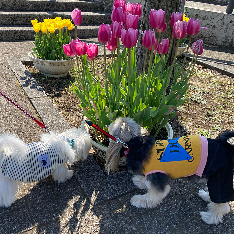 本牧山頂公園にお散歩に行きました。
チューリップ🌷が綺麗に咲いていて、デイジー🌼もシオン🍀もクンクンしてました。