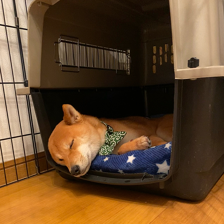 ドッグランでたっぷり遊んで、お買い物もしてお疲れの櫂さん😴