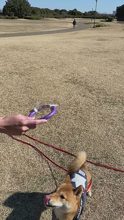 02.19(金) 広い公園へ🚗💨
最近プラーの練習をしています❣️
プラーにおやつを付けて投げて、それを追いかけ咥えたらおやつをあげます。
最終的にはプラー投げたら持って戻ってくるようになれば、と期待してます😆
