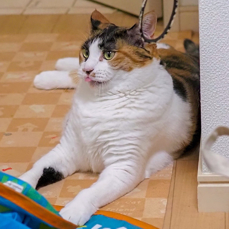 ちらペロ