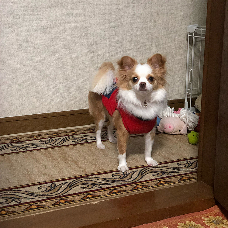 小春はオモチャ物色〜🎵🐶