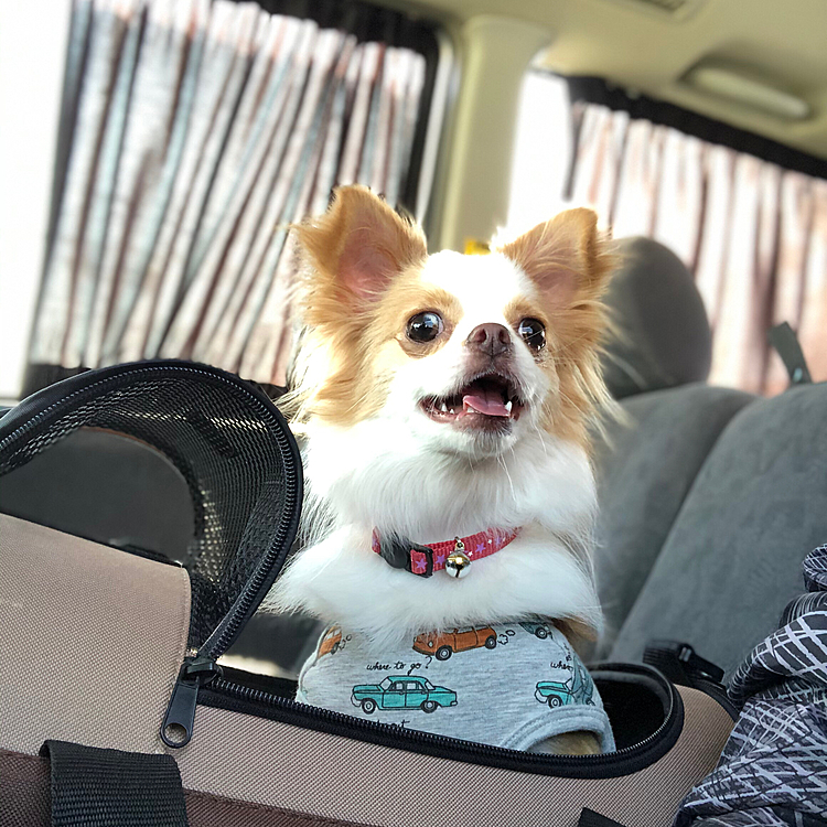 小春は、キャリーからひょっこりはん🎵🐶