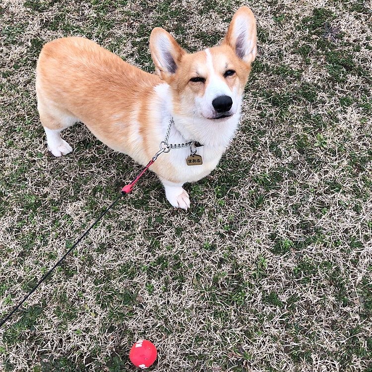 昨日、夕方に公園に行ってきたよ😊
雪が積もってた時は立ち入り禁止だったけど、解放されてました😊
ボールで遊んだよ😊