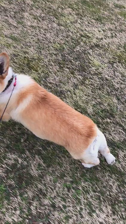 ボールだと持ってこないので一緒に走りました😊
あれ？こっちの方が元気に走るね😍
でも飼い主ヘトヘト🌀
