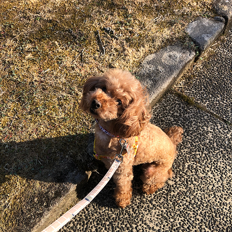 久々のお散歩〜
普段のお散歩遠い、少し遠い公園へ