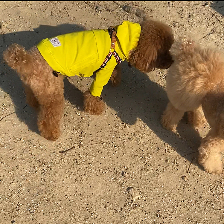 その後は懐かしのドッグランへ少しだけ立ち寄りました🐾
2歳くらいまでは大きな🐶にちょっかいを出しては追いかけさせてドッグランを縦横無尽に逃げては喜んでいました💨💨
今はお友達のおチリをクンクン追いかけています😆