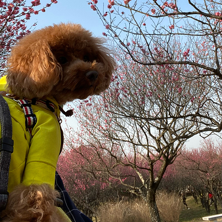 その後は梅園があるので覗いてみると5分咲きくらいでしたがとても綺麗だったのでビニールシートを敷いてしばし梅の香りを堪能しました🌸