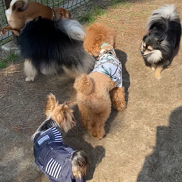 ここも随分お世話になったドッグランです🐾
もちろんランランはせずにお友達をクンクンしたりパパやママの周りでウロウロするばかりでしたね😉
