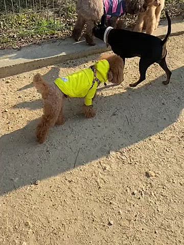 ドッグランではこんな感じでしたよ☺️