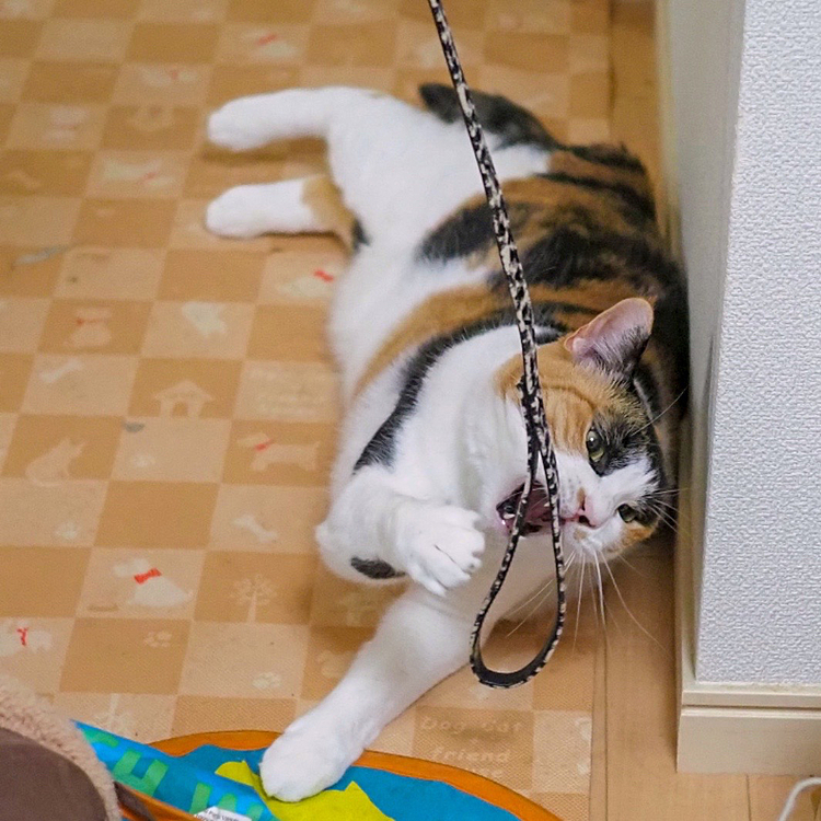かみかみ攻撃にゃ
