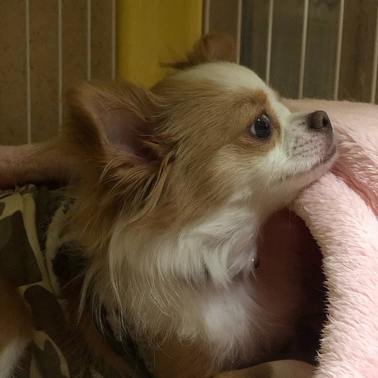 小春はパッチリ起きました🎵🐶
が、しか〜し❣️
目だけ起きて、動こうとしな〜い🤣

今日も仕事行くからね💦
2人ともお利口さんにして自宅🏠警備しててね😊