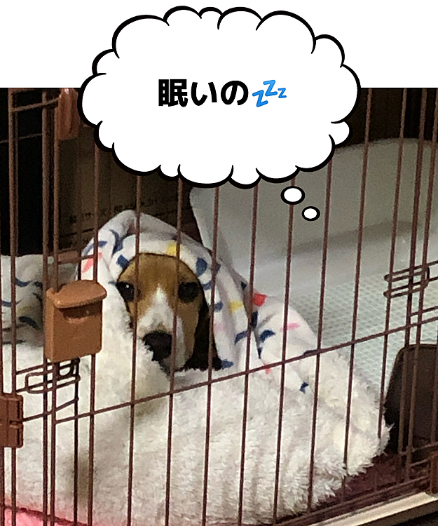 ご飯食べて🍚寝る体勢🐶🧢💤