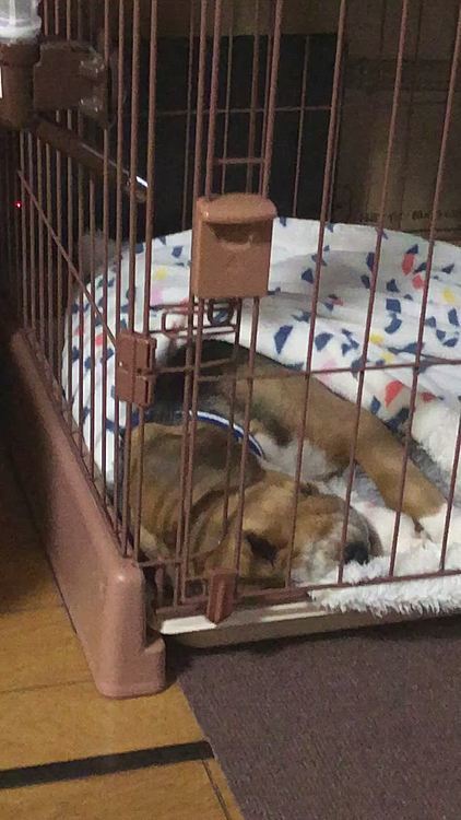 昨夜も寝る所、写真撮ってたら起きてまた寝た🐶🧢💤

