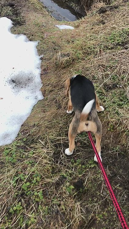 今朝はまた雪が降って来たよ☃️❄️
白鳥さん🦢🦢の鳴き声に警戒してたね🥰
