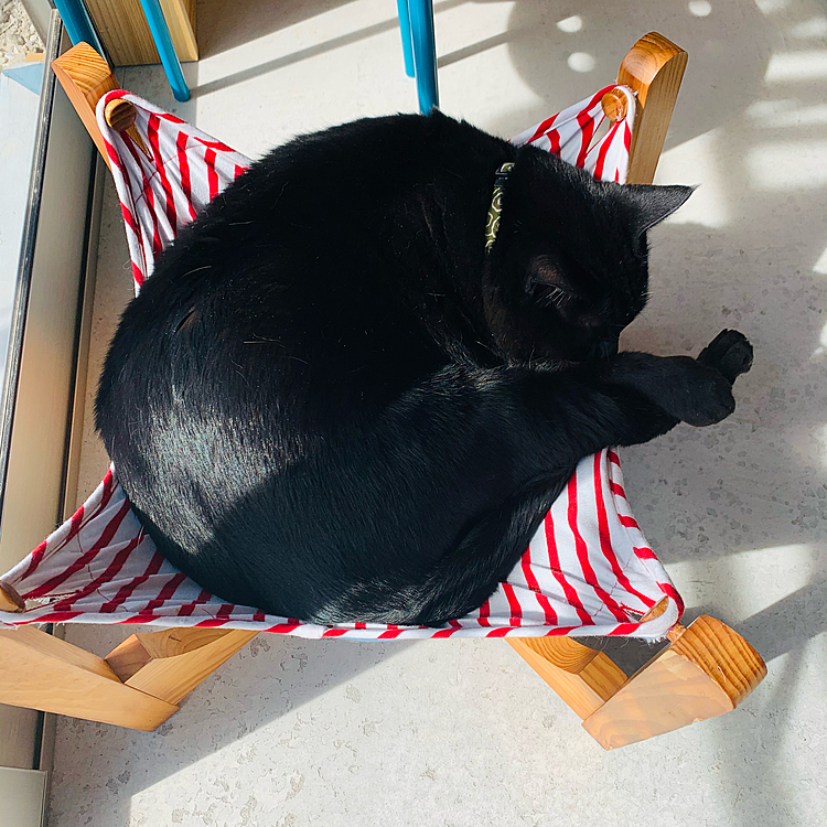 日向ぼっこ中♪(=^ェ^=)  ハンモックがちぎれそうです笑