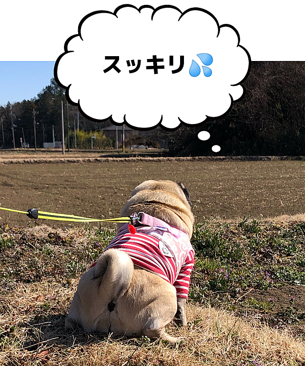 とうちゃん、膝の関節炎のためお散歩1ヶ月お休みしてました😢
ししまるは今日も元気です🐶