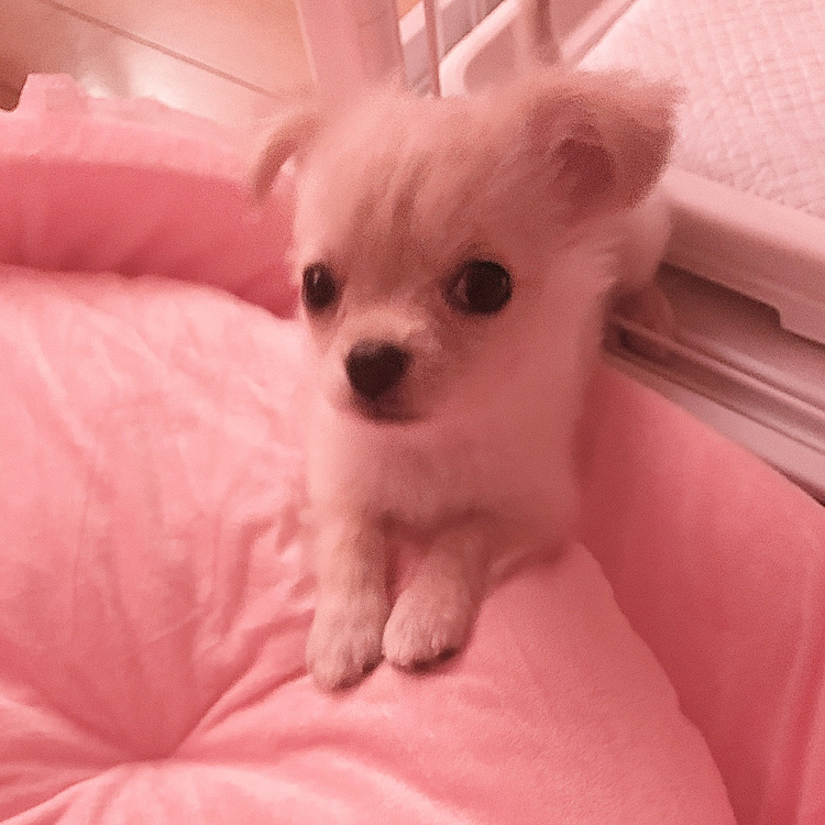 こんなに小さかったのに、
今では体重が2キロになり、
成長したヒメ🐶

感動🥺