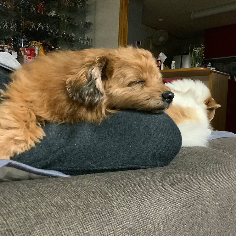 オヤジの足の上で寛ぎ中😅