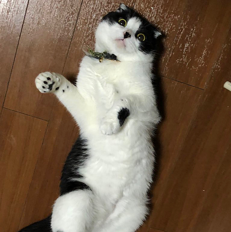 はじめまして！ぼくまめすけです。
このアカウントでは主にぼくと、ぼくの奥さんのむぎちゃん、僕の娘のごまちゃんの写真をアップするよ🐱
お友達たくさん欲しいからたくさんお話しして欲しいのにゃ🌸
