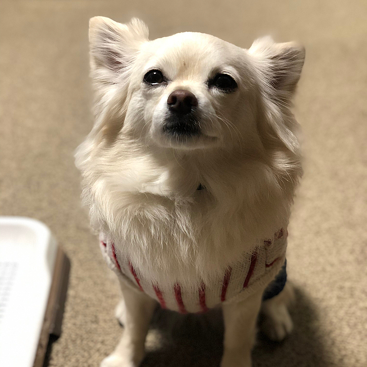 おはようございます😄
小雪は今朝も元気いっぱいお散歩してきました🎵🐶
ウェスティくんにキャンキャン言われたけど💦
小雪は『なんで吠えるん❓』って冷静に無言でした🤣