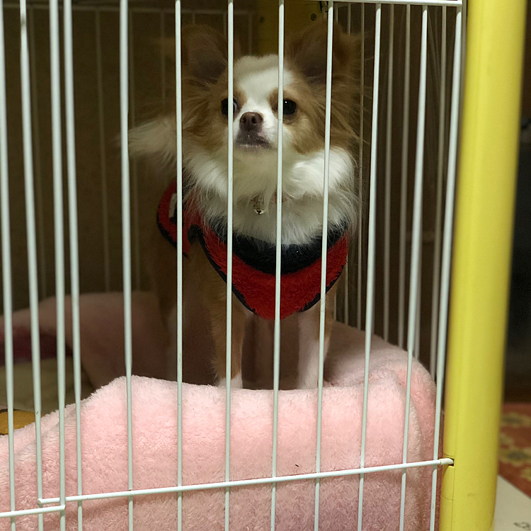 小春は起きて出せ出せアピール🎵🐶
ドームの上に乗るからペッタンコやんかぁ〜💦
夏の間に形状を何とか戻そう🤣