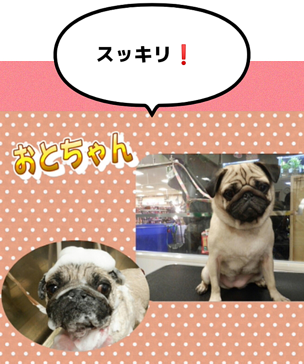 2021/2/24
昨日はお店シャンプー🧴でした😊
おつかれさま🐶
