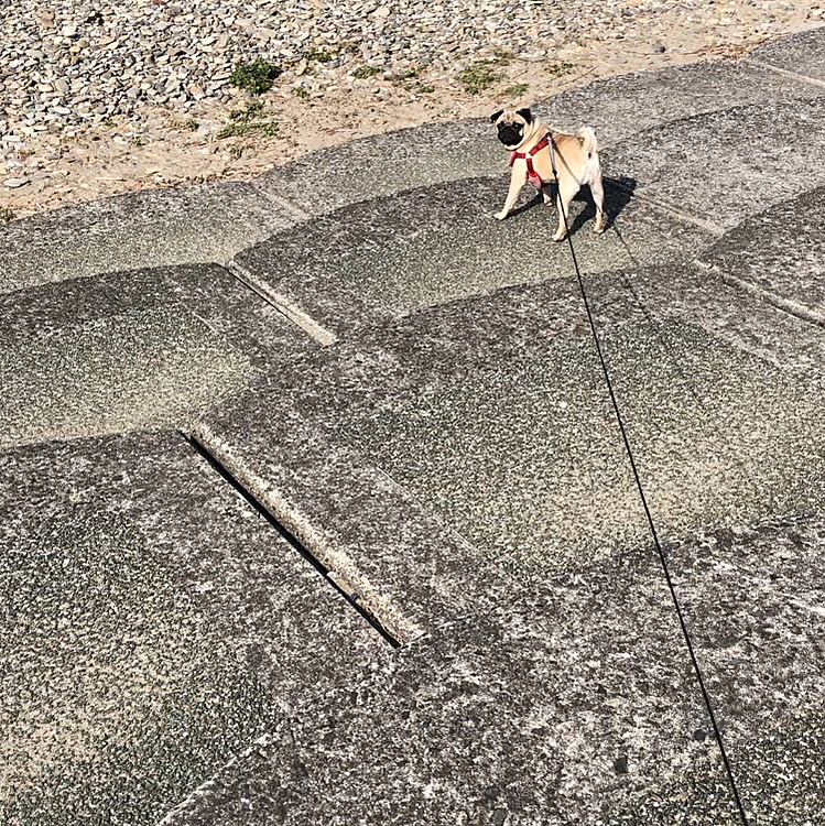 今朝もいつもの砂活🏖
早く行こうよ〜❗️
って感じです😄