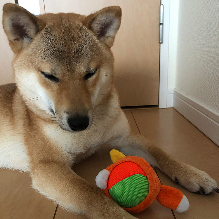 最近ボール⚾️やロープ🪢のオモチャに飽きてしまったので､新しいおもちゃを買ってみました❗️


それがこちら↓↓↓↓