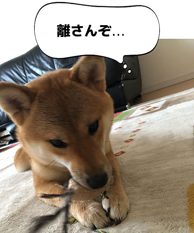 10分くらい遊びました。
すっかり気に入ってくれた様子😂
今まで色々試してみましたが、これが一番気に入ってくれました。これからは猫じゃらしで遊ぼうね❗️
（犬だけど🐶😅）