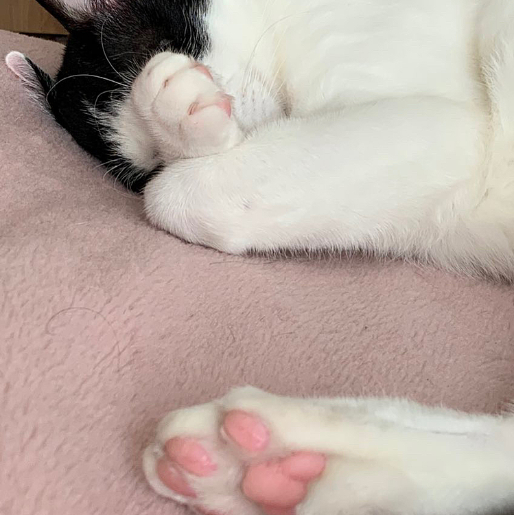 初投稿です。猫のハルです。肉球がピンク。
